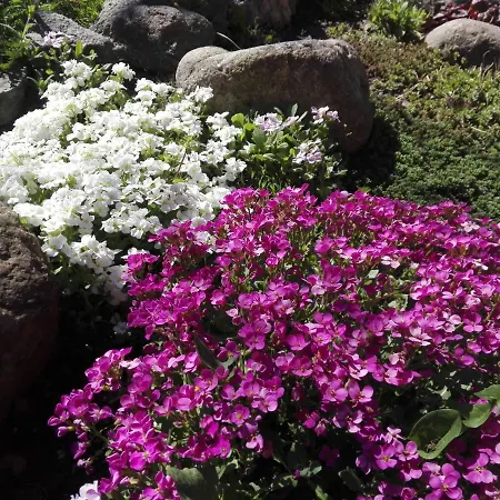 ベッド・アンド・ブレックファスト Cold Sea