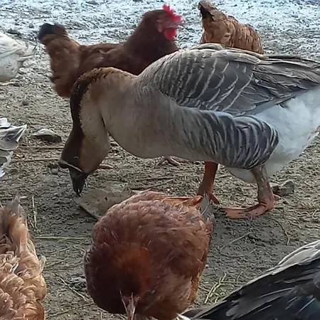 ベッド・アンド・ブレックファスト Cold Sea シュトゥトボ