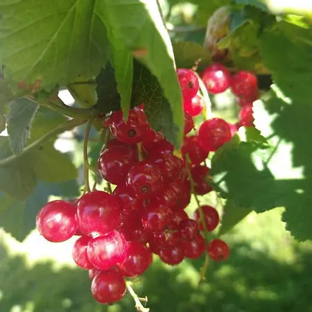 Bed & Breakfast Cold Sea Sztutowo