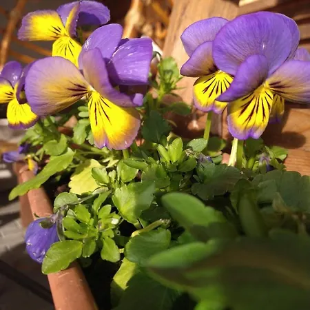 Bed & Breakfast Cold Sea Sztutowo