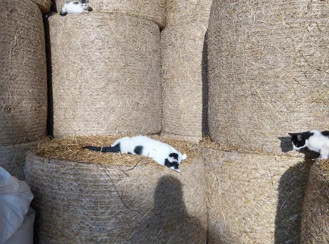 Bed and Breakfast Cold Sea