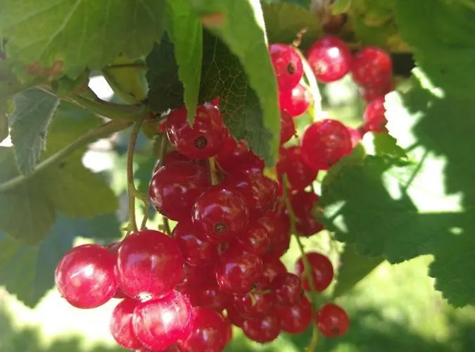 Bed and Breakfast Cold Sea Sztutowo