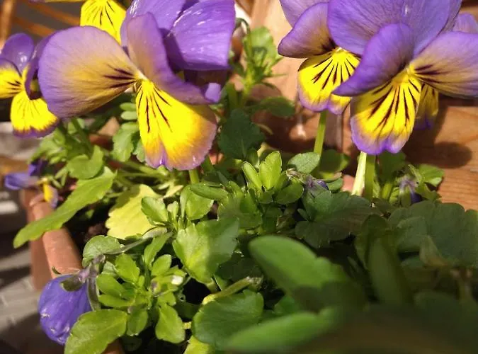 Bed and Breakfast Cold Sea Sztutowo